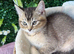 British Shorthair Kittens.