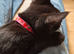 Urgent Beautiful Black Boy Looking for New Home