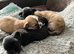 Adorable Lhasa Apso puppies for sale
