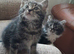 Beautiful rascalls looking for good homes