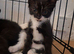 1 beautiful boy kitten left