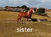 Shire x sports horse