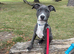 Bull cross lurcher 13 weeks old