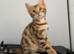Stunning Bengal Kittens Available.