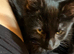 Kittens ready now