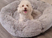 Tiny Toy Poodle girl