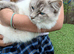 Ragdoll available for stud