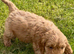 Adorable F1 Cockapoo Puppies
