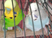 Nice lot of budgies