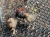Free trio of modern game bantams