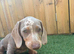4 minature dachshund puppies