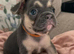 Kc Reg French bulldog puppy