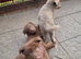 Kc reg german shepherd pups