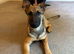 GSD x Belgian Malinois