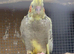 For sale cockatiel