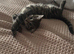 Boy kitten