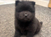 Ready to leave Chow chow puppies