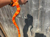 Corn snake
