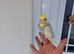 Super hand tamed baby cockatiels