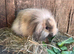 Mini Lion Lop Female Baby