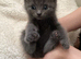 5 weeks old ready for deposit rare breed Russian blue Scottish fold mix beautiful stunning litter