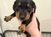 Dachshund puppies