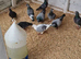 Racing pigeons