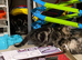 One female kitten left