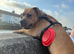 Beautiful 8 month old Cane Corso looking for his forever home