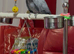 Congo African grey Glasgow