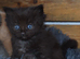 Ragdoll x domestic kittens