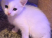 Kittens for sell