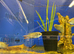 Paradise Fish (Macropodus opercularis)