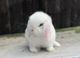 blue eyed white mini lops