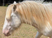 Cremello hermits bred colt