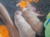 11 puppies 5 girls 6 boys rare Beautiful alpha blue bulldog puppies (born on the 25th)
