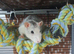 Rat and cage