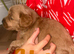 Beautiful cockapoo puppies for sale