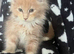 Mainecoon kittens