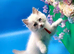 Exceptional GCCF Registered Ragdoll kittens
