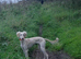 7 month old saluki x bitch