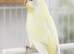 Young female budgie for sale
