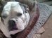 Old tyme bulldog 250