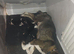 American Akita puppies