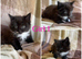 Gorgeous litter of kittens