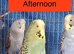 2 pairs of Adult Budgies
