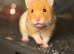 1 Syrian hamster left