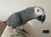 Tame n talkative African grey