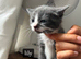 Stunning kittens (can deliver)