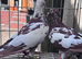 Meulman breeder pair